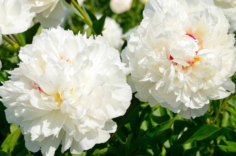 Góc giải đáp: White Peony Extract là chất gì?